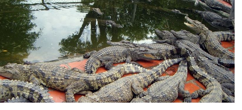 Asam Kumbang Crocodile Farm Tourist Places in North Sumatra