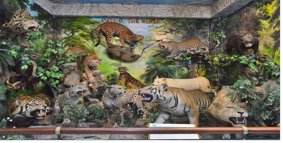 Rahmat International Wildlife Museum Gallery Tourist Places in North Sumatra